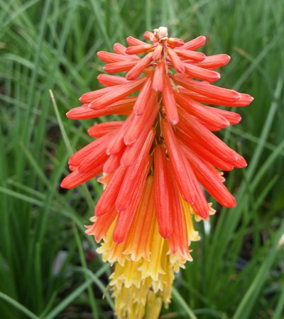 Red Hot Poker Papaya Popsicle